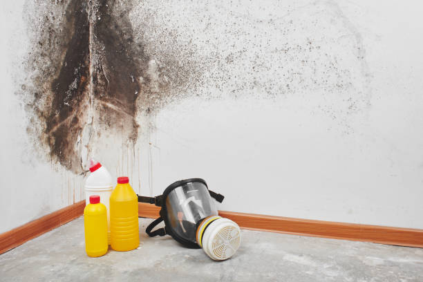 Trusted Pleasantville, IA Mold Removal Experts