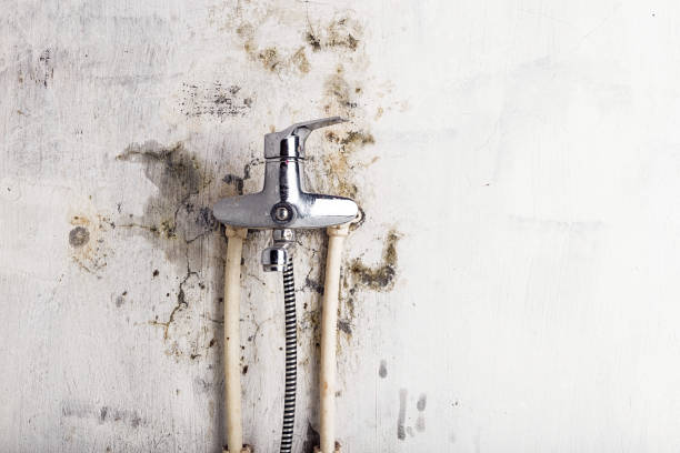 Best Mold Removal Near Me  in Pleasantville, IA