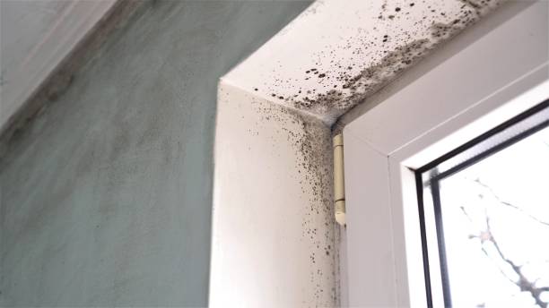 Home Mold Removal in Pleasantville, IA