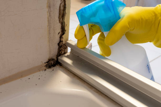 Best Mold Remediation  in Pleasantville, IA