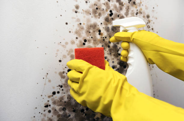Best Same-Day Mold Removal  in Pleasantville, IA