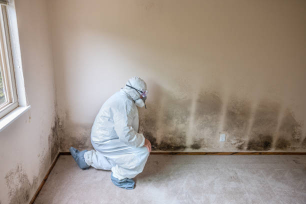Best Office Mold Removal Services  in Pleasantville, IA