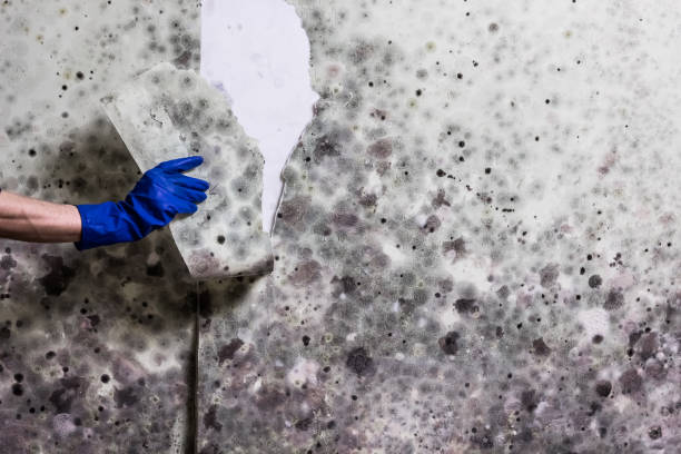 Best Mold Removal Specialists  in Pleasantville, IA