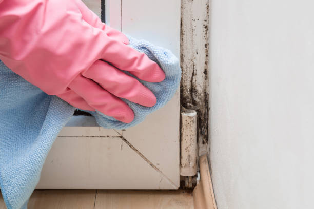 Best Crawl Space Mold Removal  in Pleasantville, IA