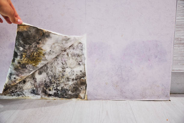 Best Toxic Mold Removal  in Pleasantville, IA